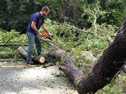 Best Tree Removal  in Ambridge, PA