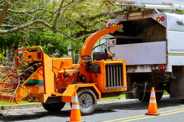 Trusted Ambridge, PA Tree Services Experts