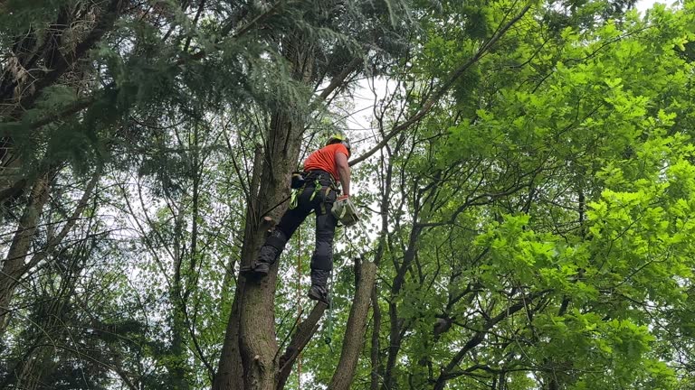 Best Tree Cabling and Bracing  in Ambridge, PA