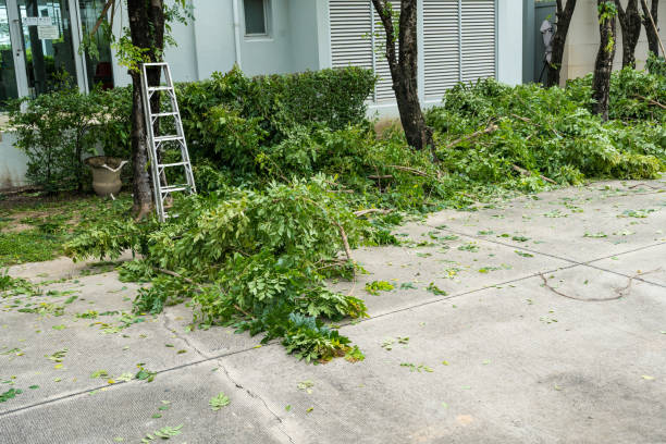 Best Seasonal Cleanup (Spring/Fall)  in Ambridge, PA