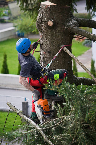 Best Tree Disease Treatment  in Ambridge, PA